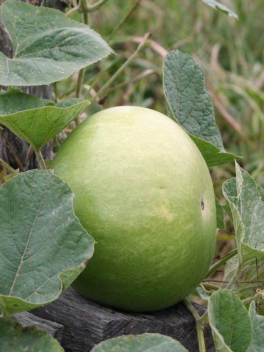 Tinda - Indian Squash Seed Open Pollination