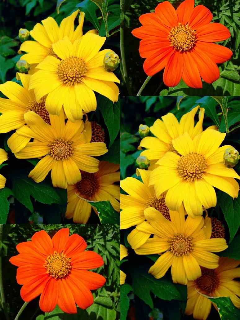 Tithonia Flower Seed-Hybrid