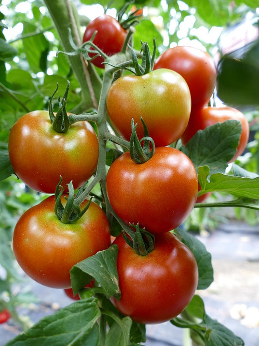 Tomato Round Seeds (Hybrid)