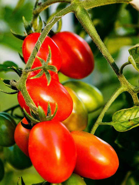 Tomato Long Red-Hybrid Seeds
