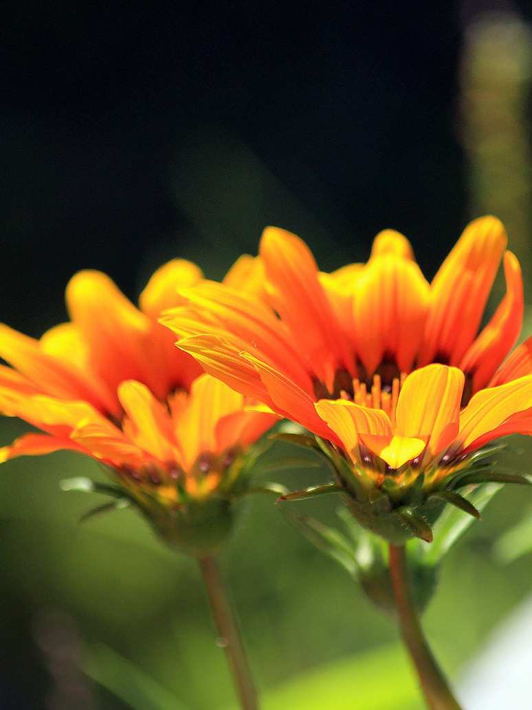 Venedium Fastuosum 
Orange-Seed