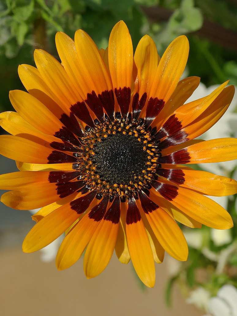 Venedium Fastuosum 
Orange-Seed