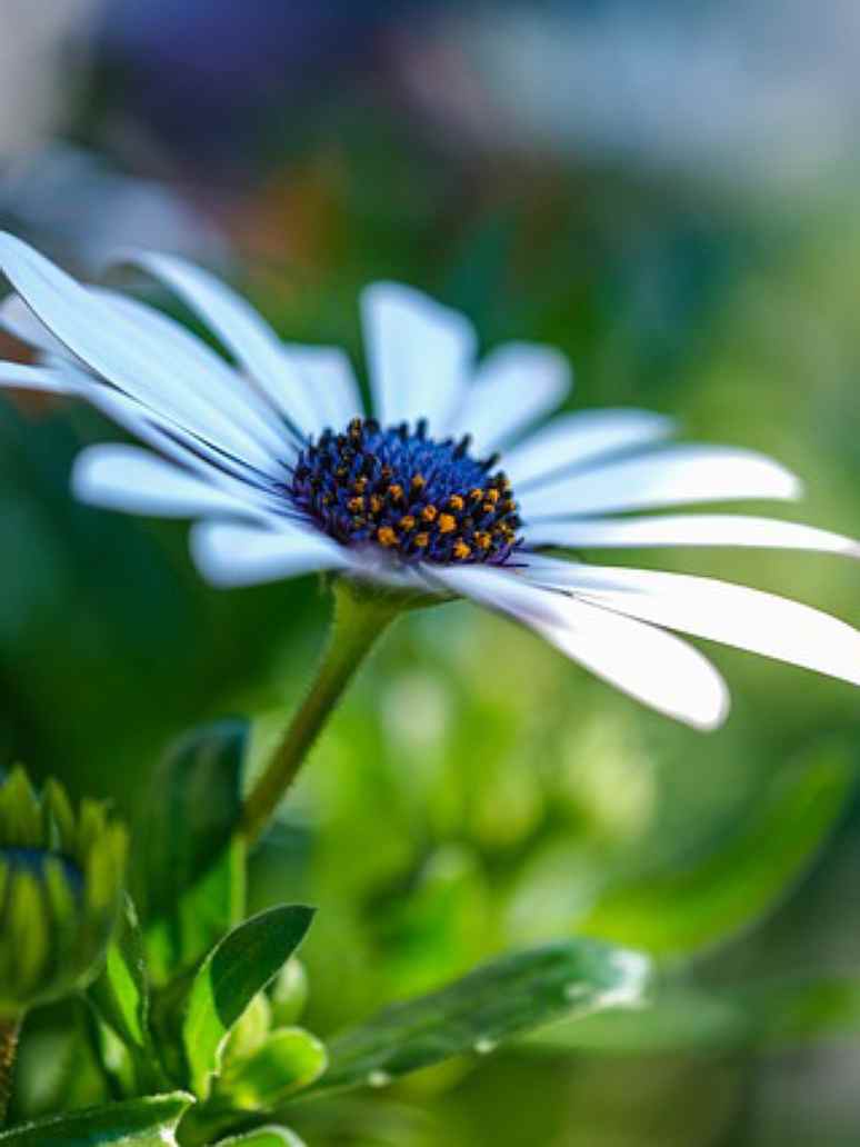 Venedium White - Open Pollination Seeds