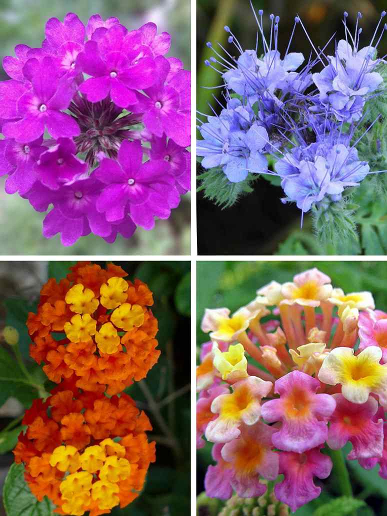 Verbena Idle Florist
Mix-Seeds
