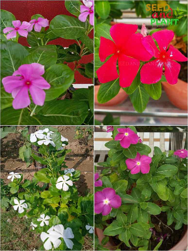 Vinca Rosea Dwarf Mix Flower Seed