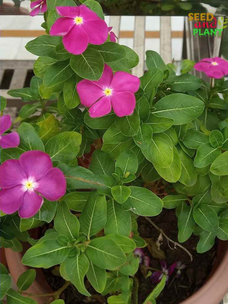 Vinca Rosea Titan Punch Dwarf Seeds