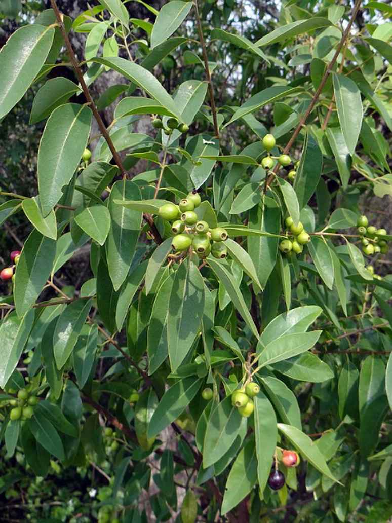 White Sandalwood - Open Pollination Seeds