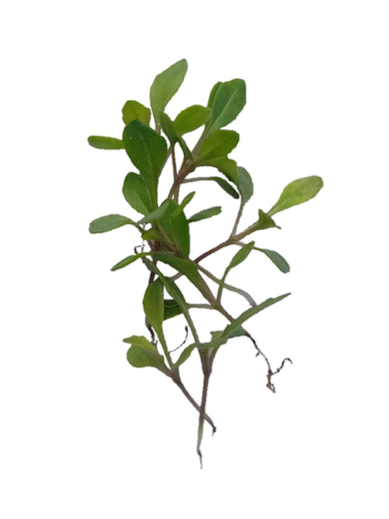 Wild Rocket Microgreen Seeds Open Pollination