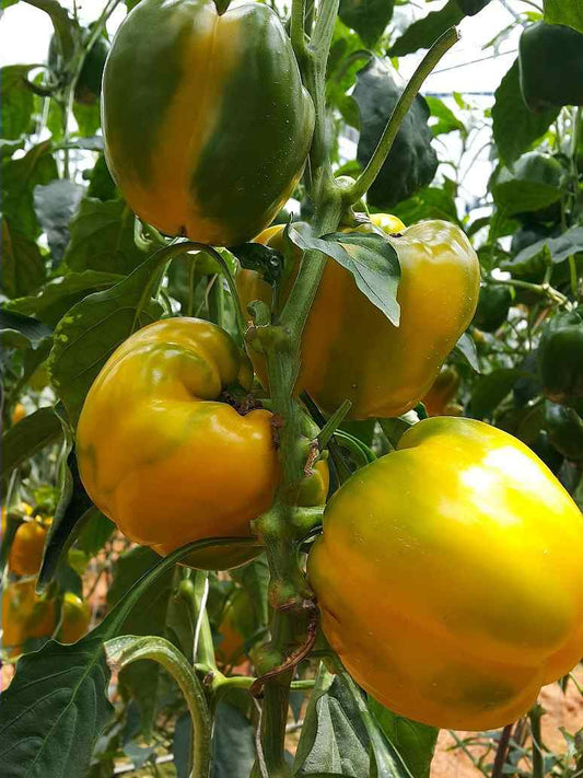 Capsicum Hybrid Seed