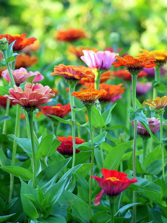 Zinnia Flower Lilliput Mix Seeds
