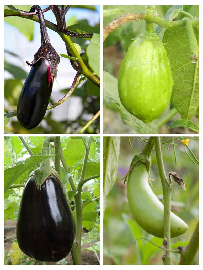 Hybrid Brinjal Combo Pack (4 varieties)