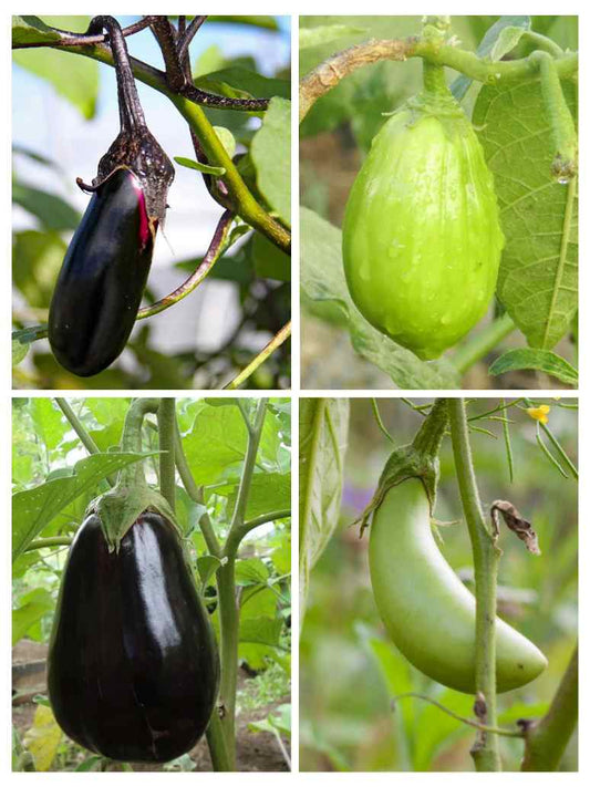 Hybrid Brinjal Combo Pack (4 varieties)