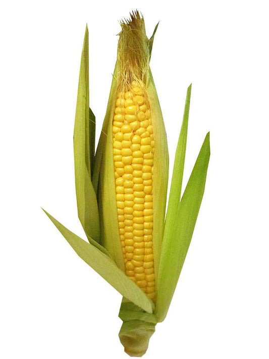 sweet corn seeds
