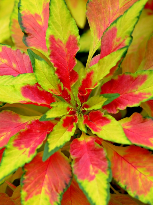 Amaranthus Tricolor-Open Pollination Seeds 