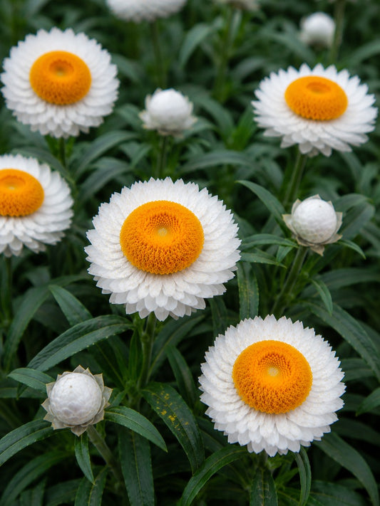 Ammobium Alatum Flower -Open Pollination Seeds 