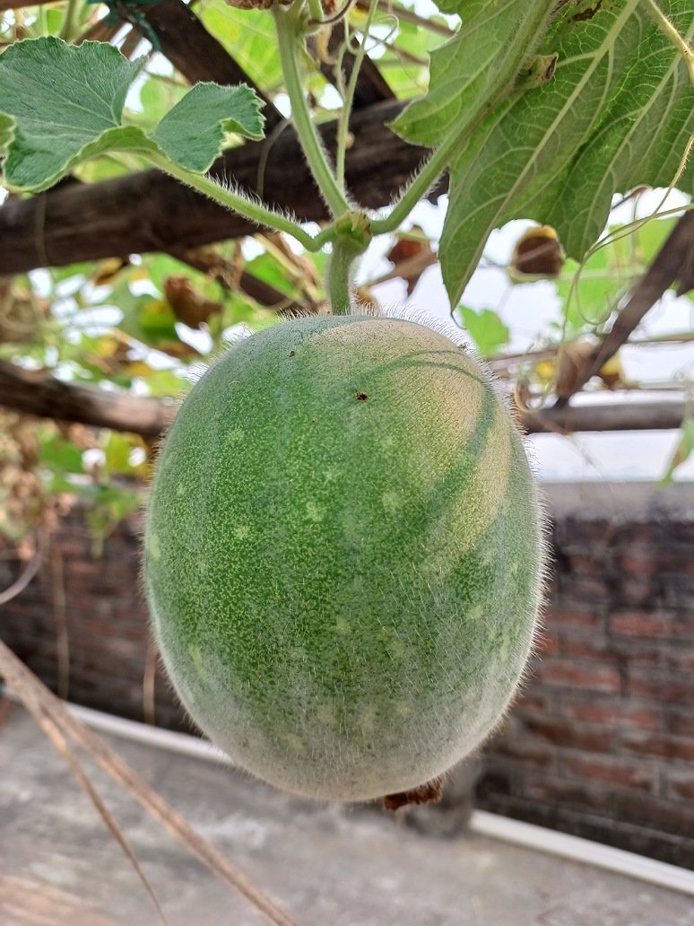 Ash Gourd -Open Pollination Seeds