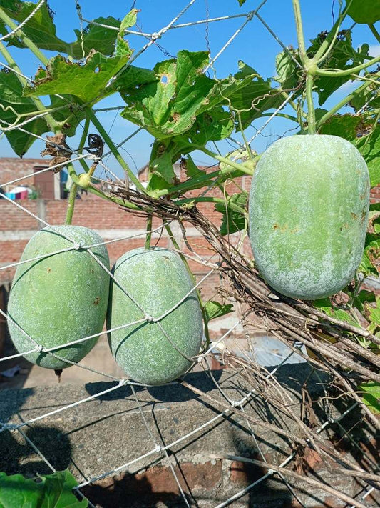 Ashgourd Desi-Open Pollination Seeds 