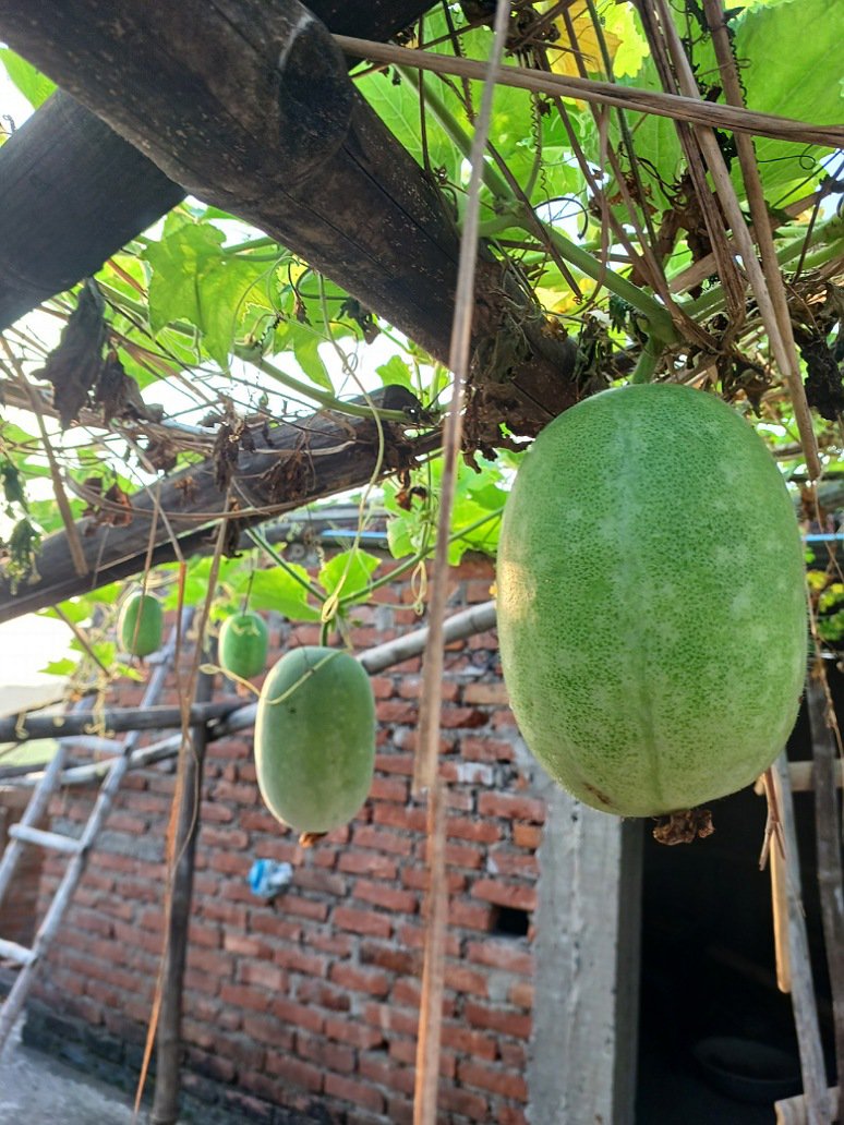 Ash Gourd -Open Pollination Seeds