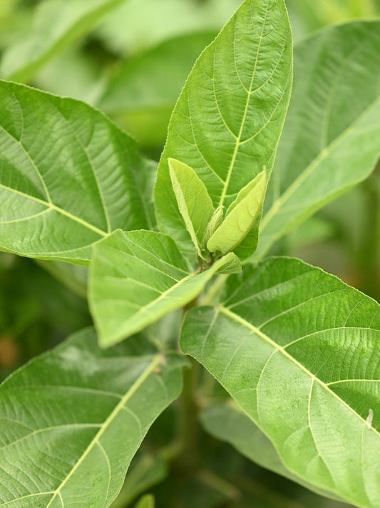 Ashwagandha Plant Seeds-OP