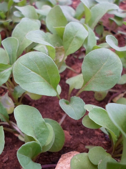 Arugula Salad Plant-Hybrid Seeds