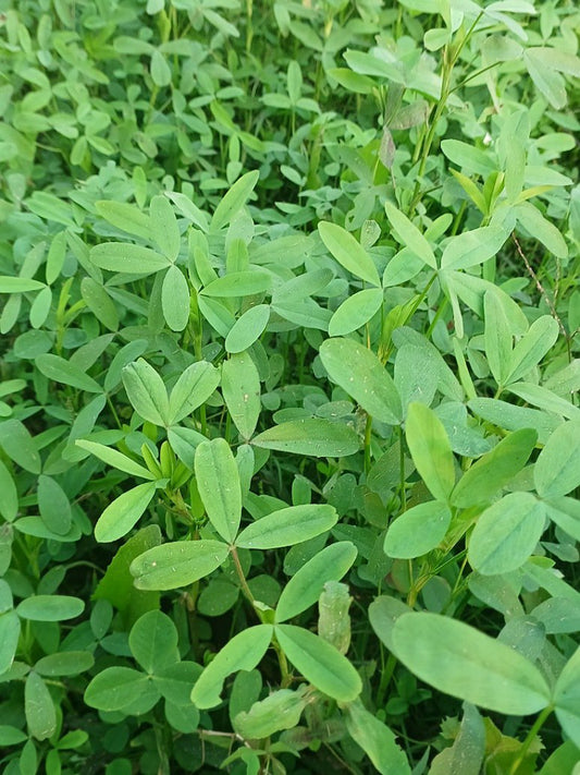 Barseem Grass Seeds-Open Pollination