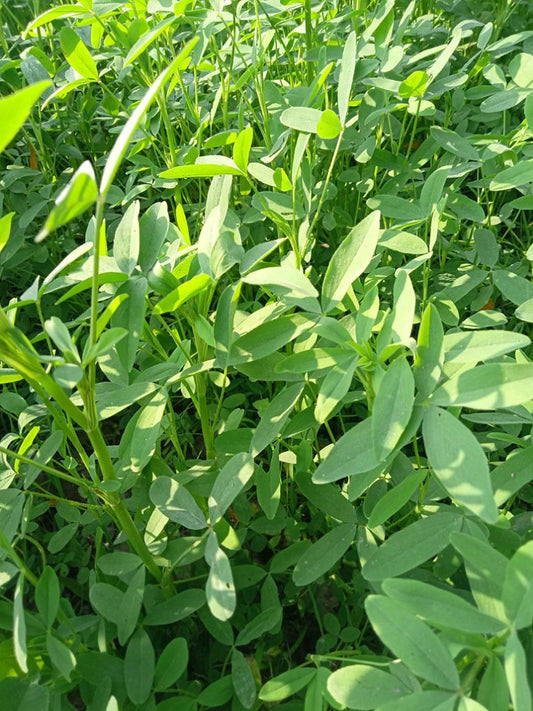 Barseem Grass Seeds-Open Pollination