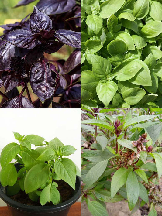 Basil's Combo pack 4 Varieties- Open Pollination Seeds 