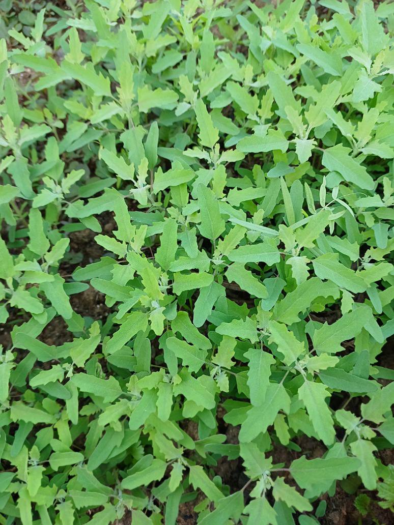Bathua Saag - Open Pollination Seeds