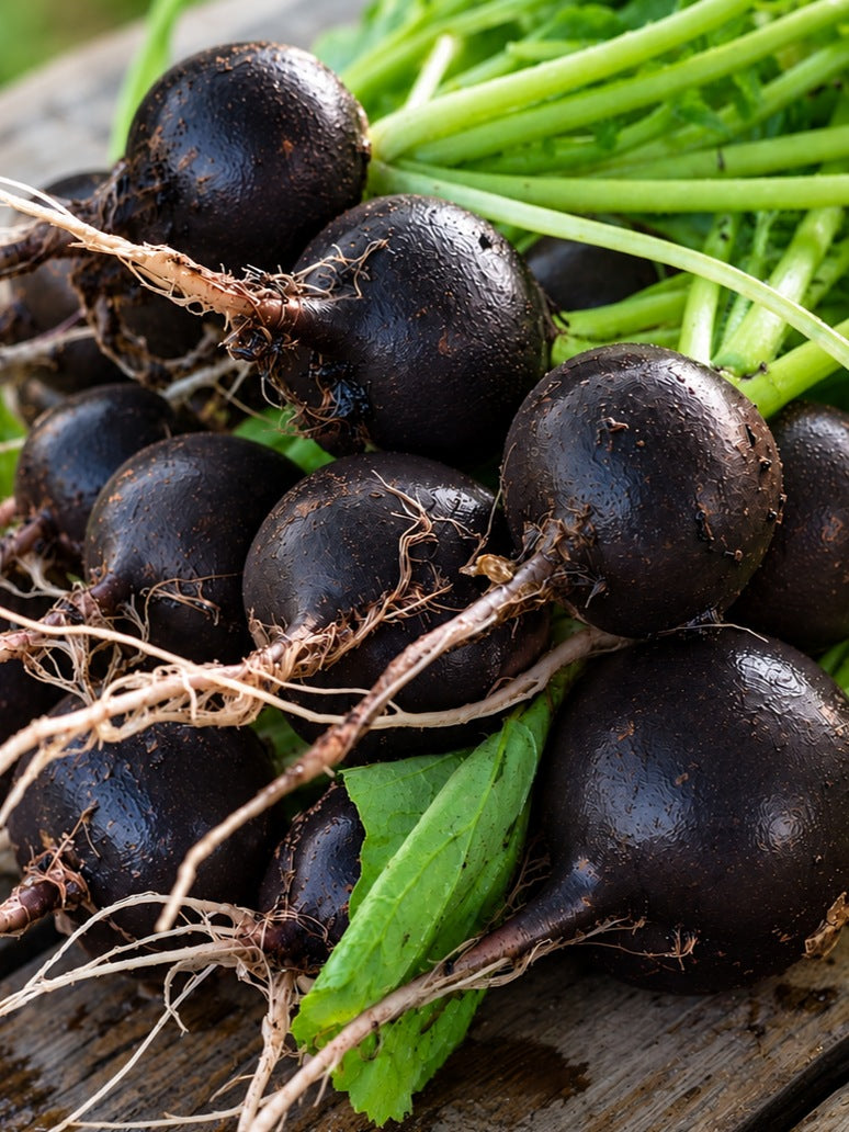 Black Radish-Open Pollination Seeds 