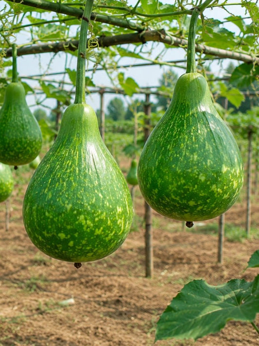 Bottle Gourd Deep Green White Spots -Spinning Top - Hybrid Seeds