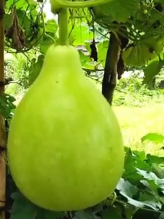 Bottle Gourd Lattu-Open Pollination Seeds 