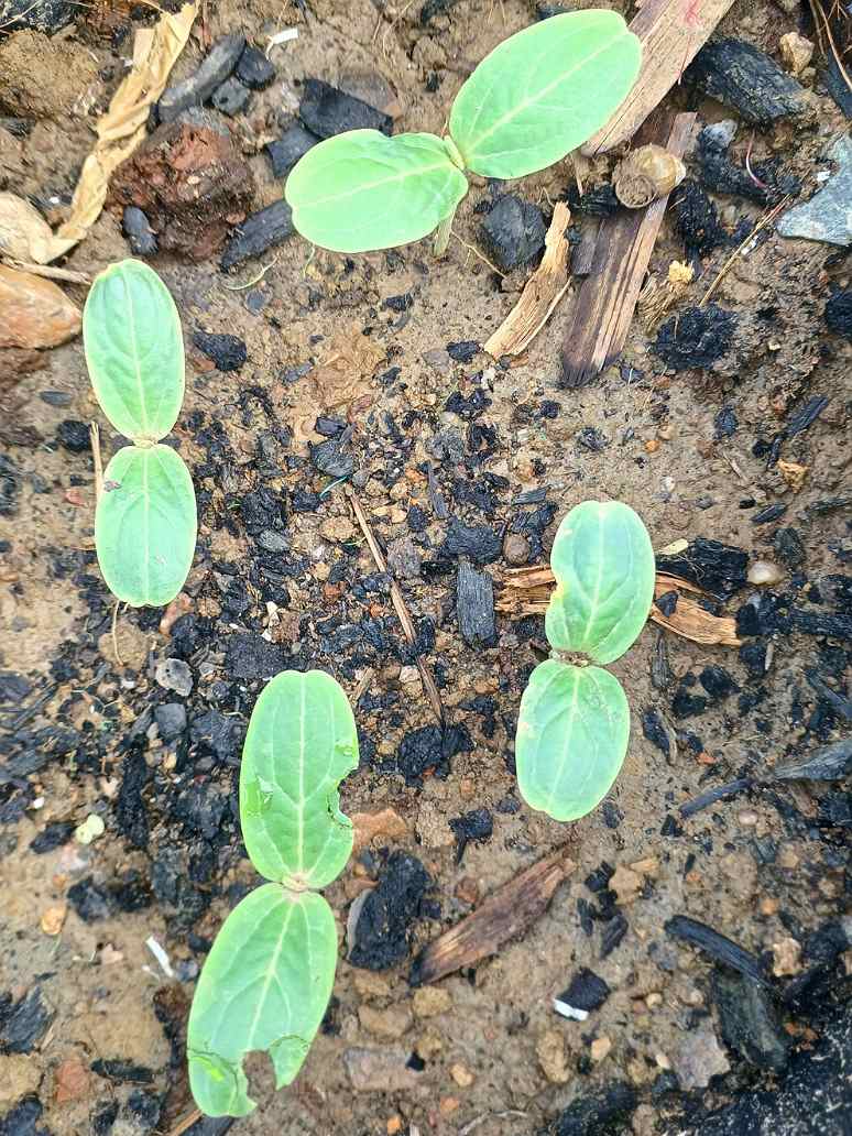 Bottle Gourd Seeds Germination 