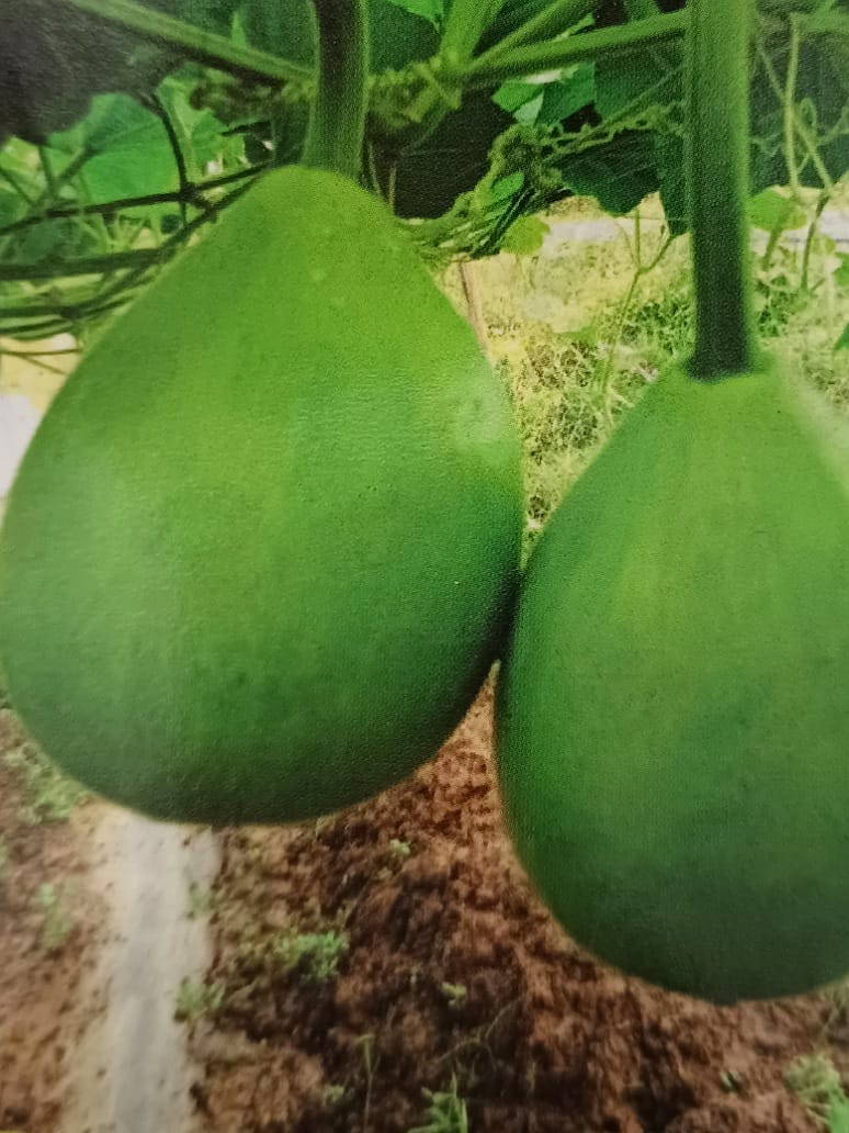 Bottle Gourd Round-Hybrid Seeds