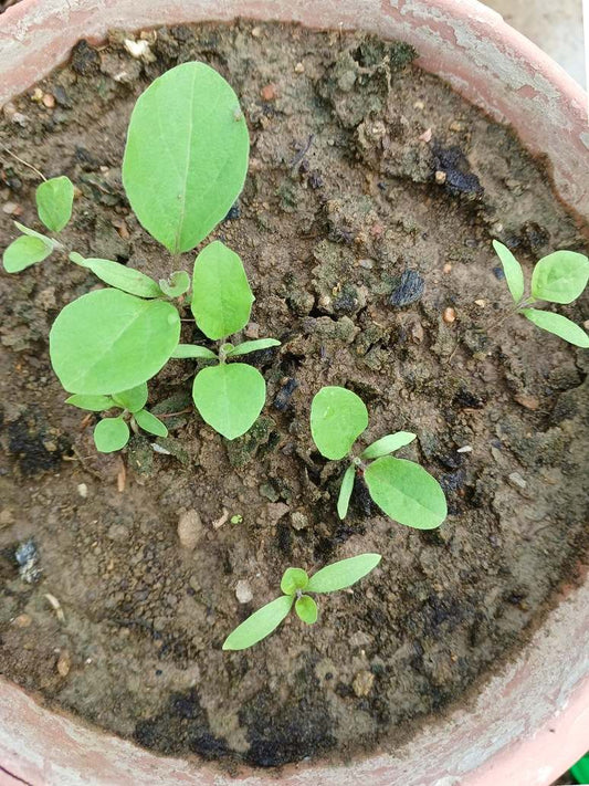 Brinjal Bottle Shaped- Hybrid Seeds