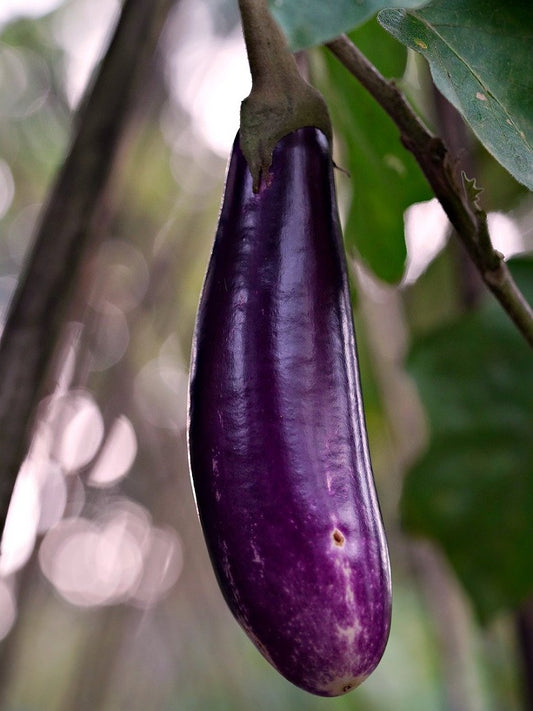 Brinjal Kalonji Desi/Thin Long Brinjal-Open Pollination Seeds 