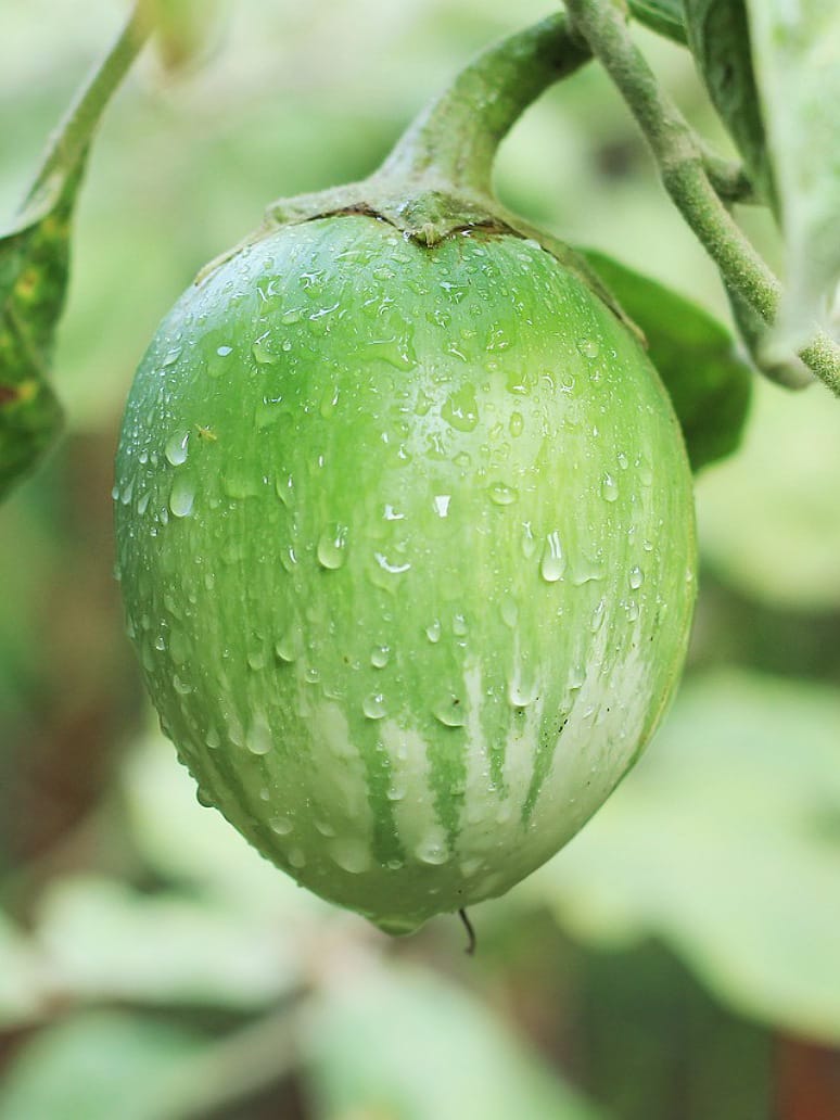 Brinjal Oval Green And White Bottom Shade-Open Pollination Seeds