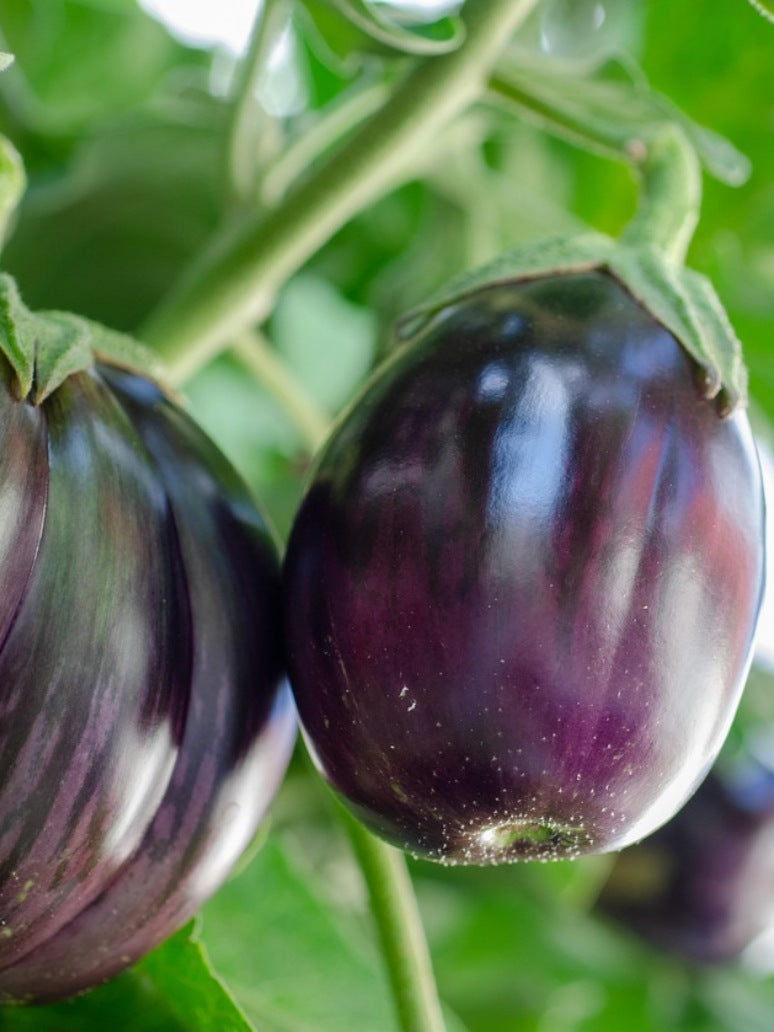 Brinjal Round Purple-Hybrid Seeds