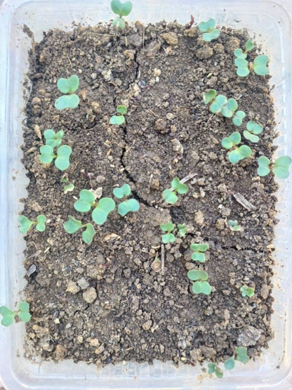 Broccoli-Desi Seeds Germination 