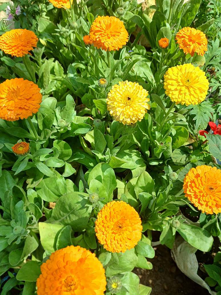 Calendula FG Mix - Open Pollination Seeds