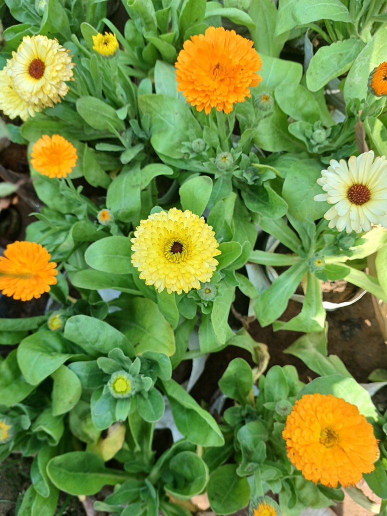 Calendula Flowers Mix Seeds