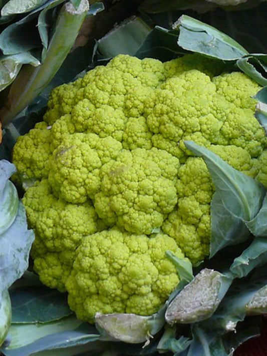 Cauliflower Green - Hybrid Seeds