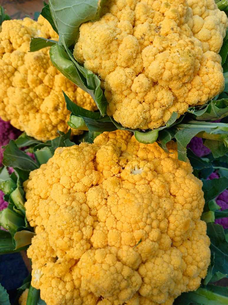 Cauliflower  Yellow -Hybrid Seeds