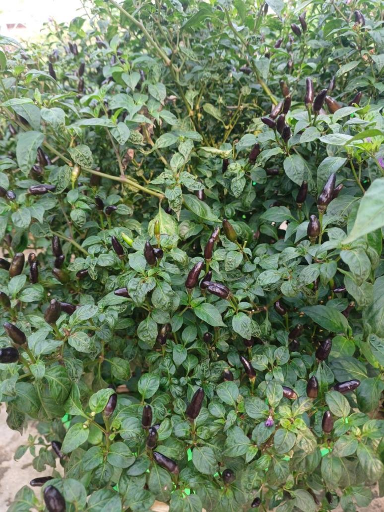 Chilli black extra hot - OP Seeds