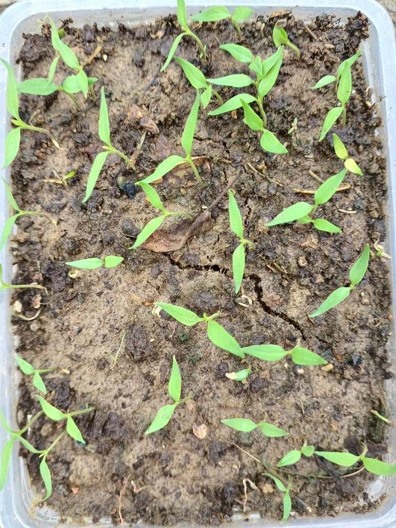 Chilli Bird Eye - Open Pollination Seeds