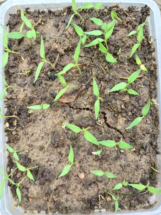 Chilli Bird Eye - Open Pollination Seeds
