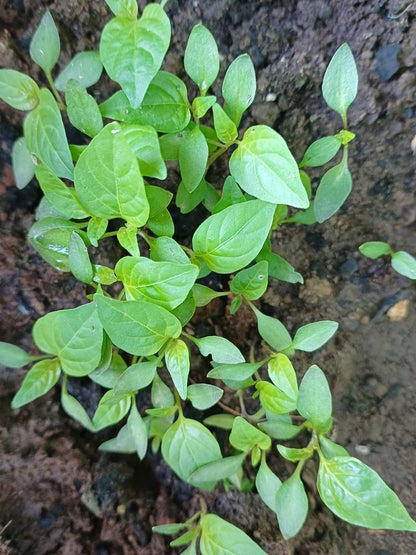 A cluster of young green leafy plants growing in dark soil.