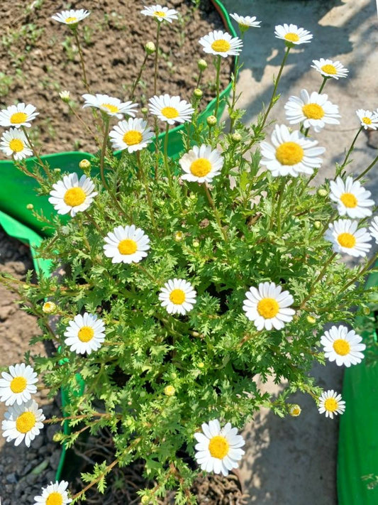 White flowers with yellow centers in a garden setting