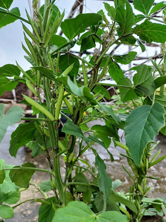 Cluster Bean Guar Phali - Open Pollination Seeds