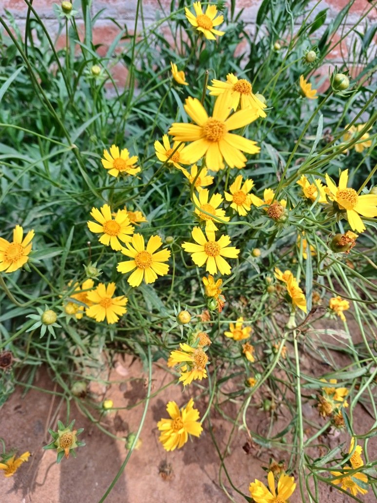 Coreopsis Lanceolata Dwarf Yellow-OP 