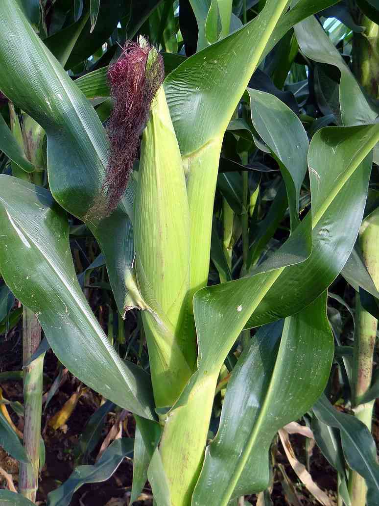 Corn or Maize - Hybrid Seeds
